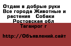 Отдам в добрые руки  - Все города Животные и растения » Собаки   . Ростовская обл.,Таганрог г.